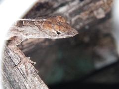 Anolis sagrei
