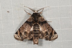Aplotelia nubilosa