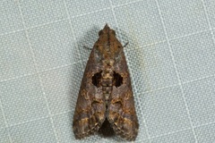 Lophoptera illucida