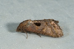 Lophoptera illucida