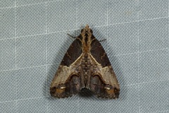 Lophoptera transpallida