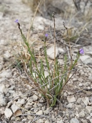 Verbena perennis