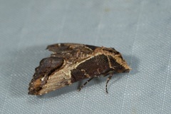 Lophoptera transpallida