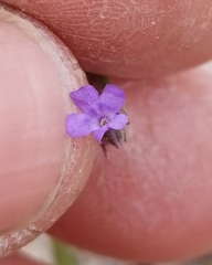 Verbena perennis