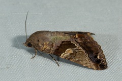 Odontodes pallidifimbria