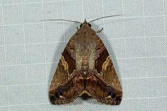 Odontodes pallidifimbria