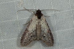 Sigmuncus