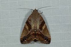 Odontodes pallidifimbria
