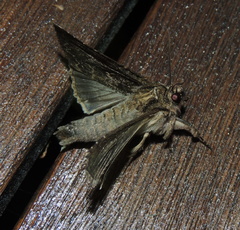 Apamea monoglypha