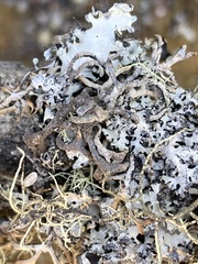 Hypogymnia schizidiata