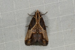 Lophoptera coangulata