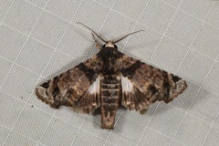 Aplotelia nubilosa