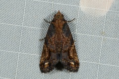 Lophoptera coangulata