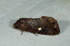 Odontodes