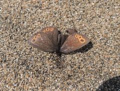 Erebia embla