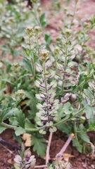 Lepidium lasiocarpum wrightii