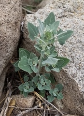 Chenopodium fremontii