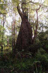 Eucalyptus jacksonii