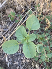 Physalis neomexicana