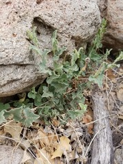 Aristolochia wrightii