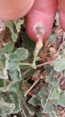 Aristolochia wrightii