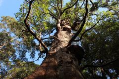 Eucalyptus jacksonii