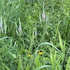 Veronicastrum