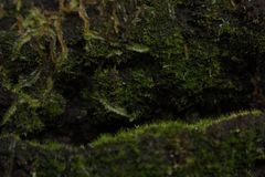 Riccardia aequicellularis