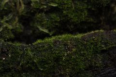 Riccardia aequicellularis