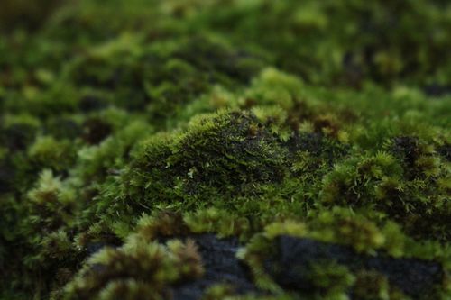 Riccardia aequicellularis