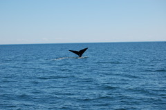 Eubalaena glacialis