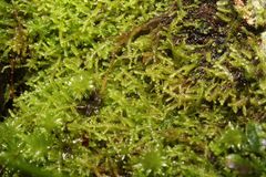 Ceramanus clatritexta