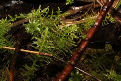 Thuidiopsis
