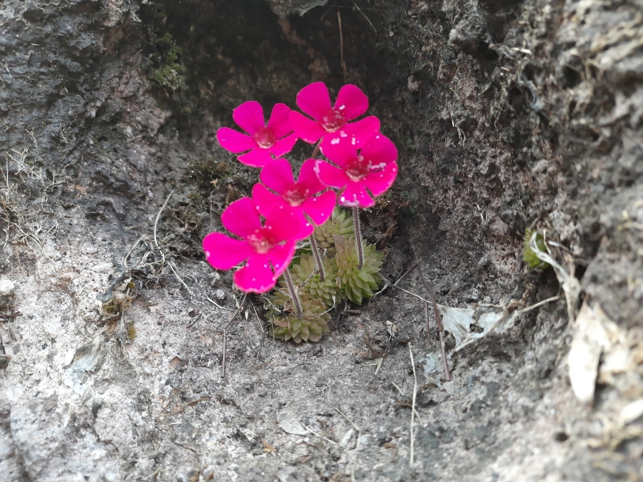 Pinguicula crassifolia Zamudio & Rzed.