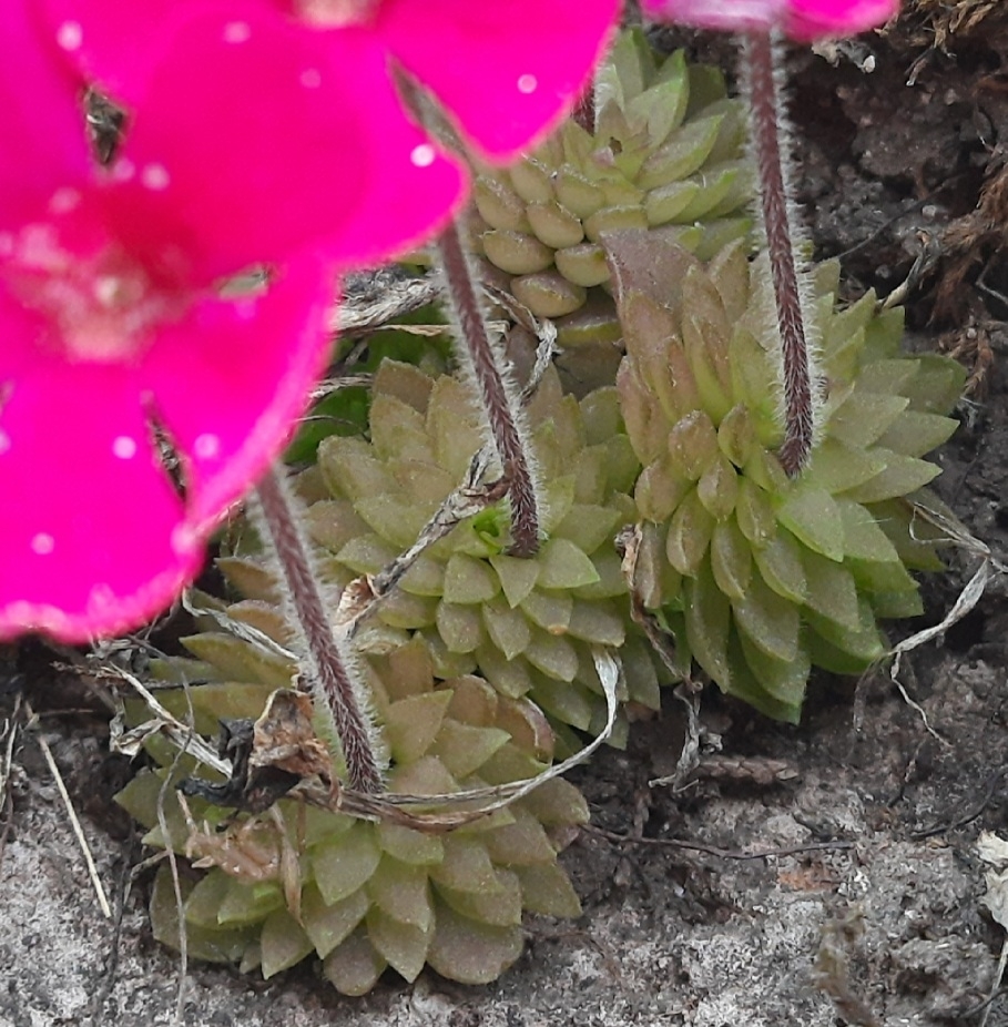 Pinguicula crassifolia Zamudio & Rzed. 2