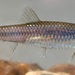 Notropis spectrunculus - Photo (c) Kevin Metcalf, μερικά δικαιώματα διατηρούνται (CC BY-NC), uploaded by Kevin Metcalf