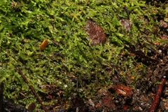 Ceramanus clatritexta