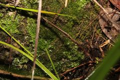 Riccardia aequicellularis