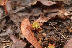 Drosera stelliflora