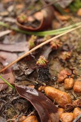 Drosera stelliflora