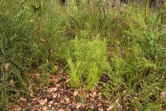 Podocarpus drouynianus