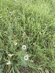 Dalea candida