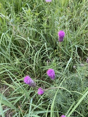 Dalea purpurea
