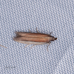 Tampa dimediatella