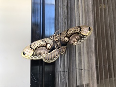 Brahmaea wallichii insulata