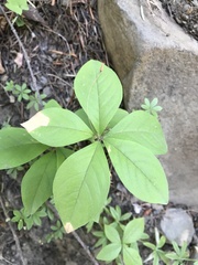 Lysimachia latifolia
