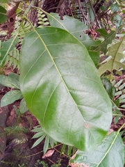 Uapaca ambanjensis image