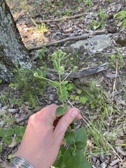 Eupatorium rotundifolium