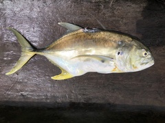 Caranx caninus
