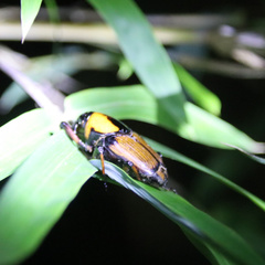 Cyrtotrachelus thompsoni